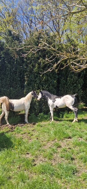 Paint-Horse Hengst Black Overo, Markus Bolz , Pferd kaufen, Windeck, Abbildung 5