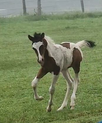 Paint-Horse Hengst Black Overo, Markus Bolz , Pferd kaufen, Windeck, Abbildung 6