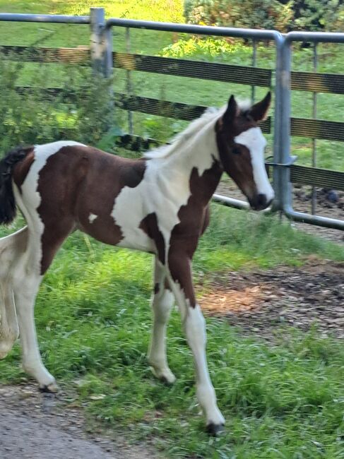 Paint-Horse Hengst Black Overo, Markus Bolz , Pferd kaufen, Windeck, Abbildung 9