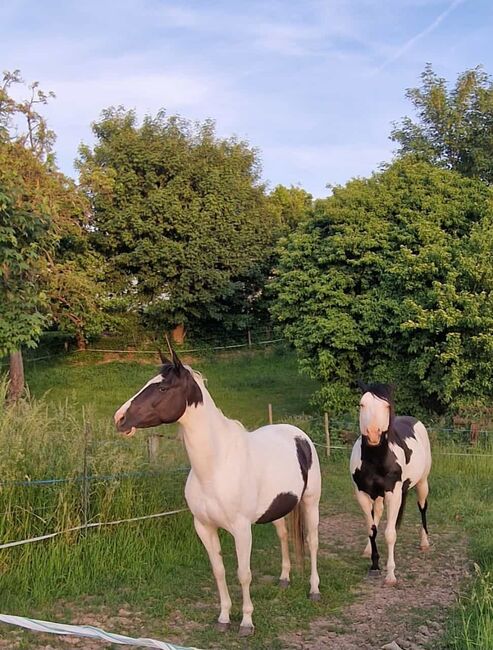 Paint-Horse Hengst Black Overo, Markus Bolz , Pferd kaufen, Windeck, Abbildung 11