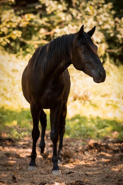 Paint-Horse Hengst Black Overo, Markus Bolz , Pferd kaufen, Windeck, Abbildung 13