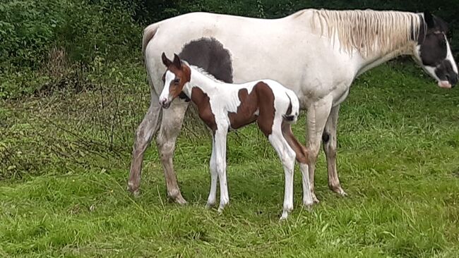 Paint-Horse Hengst Black Overo, Markus Bolz , Pferd kaufen, Windeck, Abbildung 14