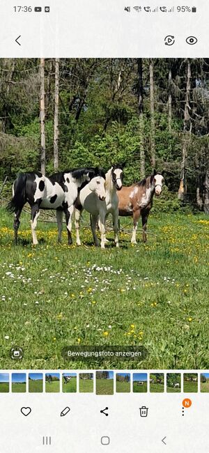 Paint-Horse Hengst Black Overo, Markus Bolz , Pferd kaufen, Windeck, Abbildung 15