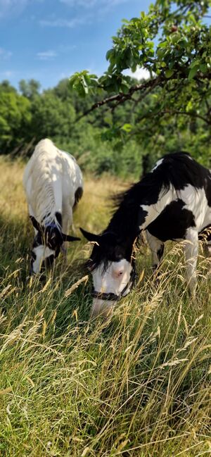 Paint-Horse Hengst Black Overo, Markus Bolz , Pferd kaufen, Windeck, Abbildung 16