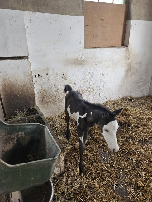 Paint-Horse Hengst Black Overo, Markus Bolz , Pferd kaufen, Windeck, Abbildung 17