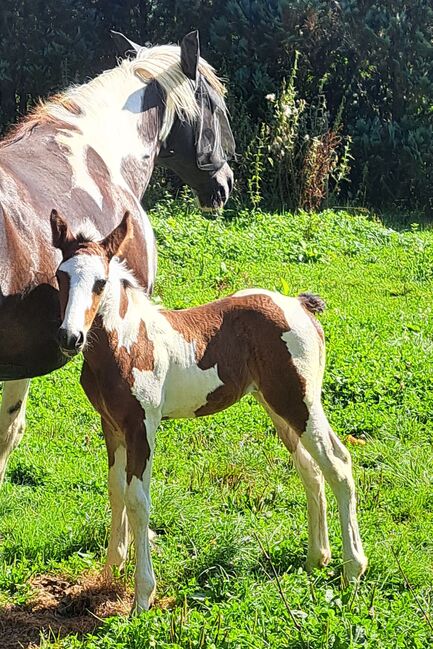 Paint-Horse Hengst Black Overo, Markus Bolz , Pferd kaufen, Windeck, Abbildung 18