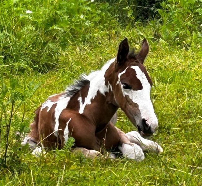 Paint-Horse Hengst Black Overo, Markus Bolz , Pferd kaufen, Windeck, Abbildung 19