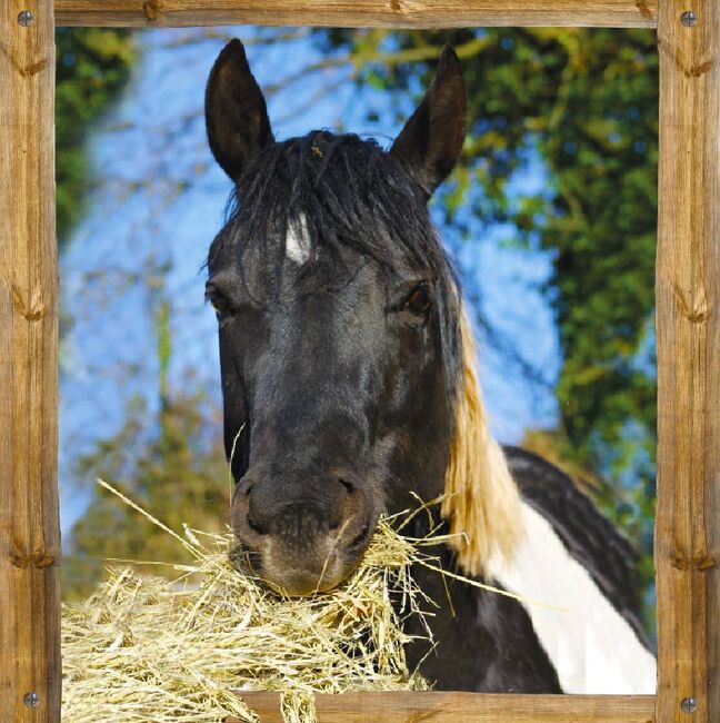 Paint Horse Deckhengst, Black-Tobiano, bildhübsch, T. Kern, Horses For Sale, Reichenbach-Steegen, Image 13