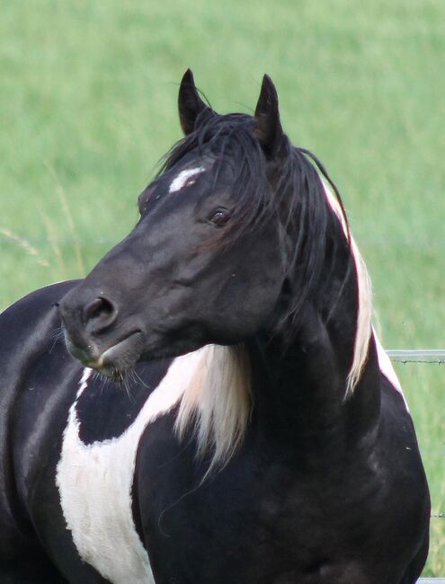 Paint Horse Deckhengst, Black-Tobiano, bildhübsch, T. Kern, Horses For Sale, Reichenbach-Steegen, Image 18