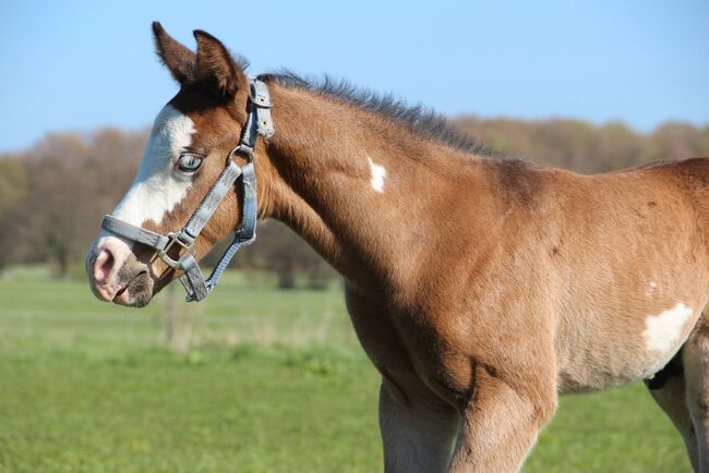 Paint Horse Hengstfohlen mit außergewöhnlicher Ausstrahlung und viel Potenzial, Kerstin Rehbehn (Pferdemarketing Ost), Pferd kaufen, Nienburg