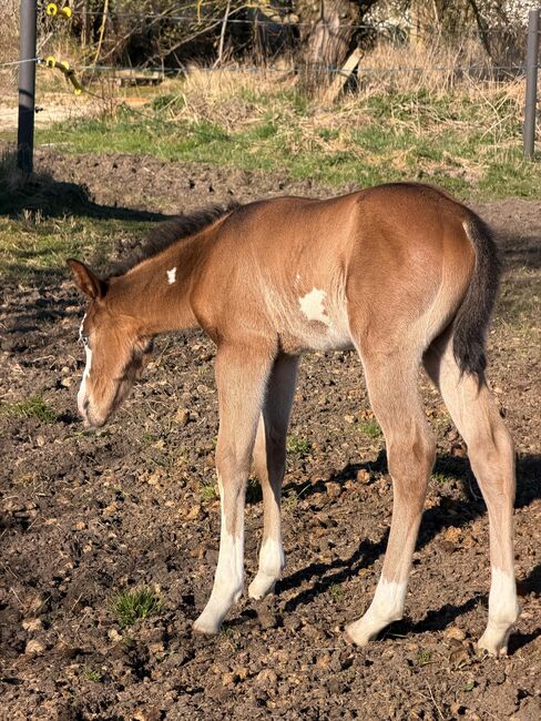 Paint Horse Hengstfohlen mit außergewöhnlicher Ausstrahlung und viel Potenzial, Kerstin Rehbehn (Pferdemarketing Ost), Pferd kaufen, Nienburg