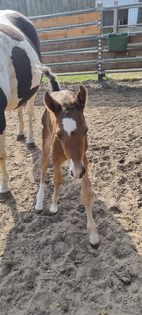 Paint horse Hengstfohlen, Jentzsch, Pferd kaufen, Eberswalde, Abbildung 5