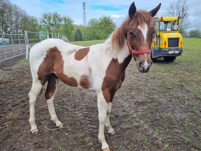 Paint horse  Hengstfohlen, Jentzsch, Pferd kaufen, Eberswalde, Abbildung 4