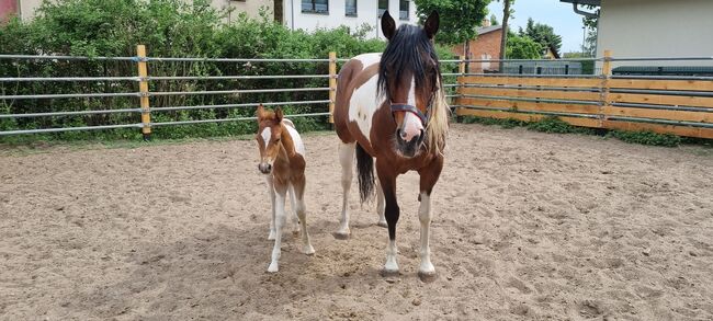 Paint horse  Hengstfohlen, Jentzsch, Pferd kaufen, Eberswalde, Abbildung 7