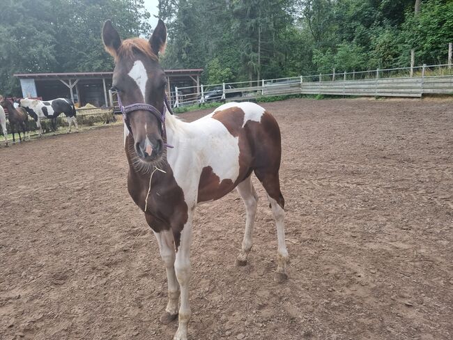 Paint horse  Hengstfohlen, Jentzsch, Pferd kaufen, Eberswalde, Abbildung 9