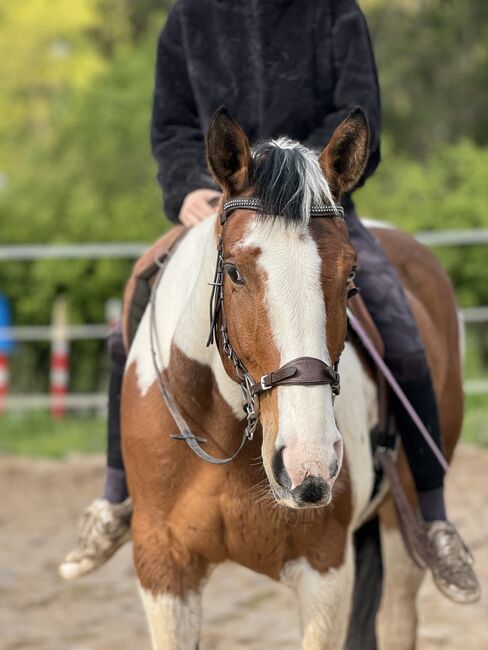 Paint Horse, Kathrin , Horses For Sale, Porta Westfalica 