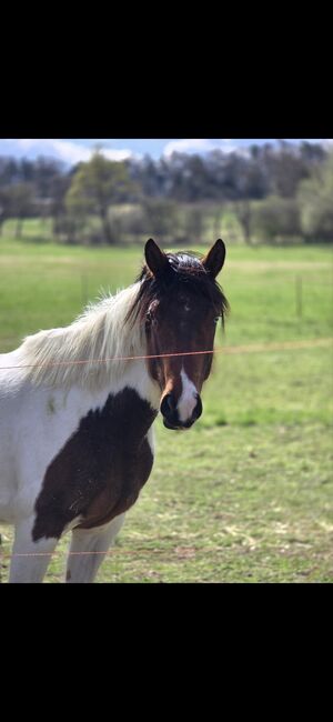 Paint Horse, K.R, Horses For Sale, Wölfis