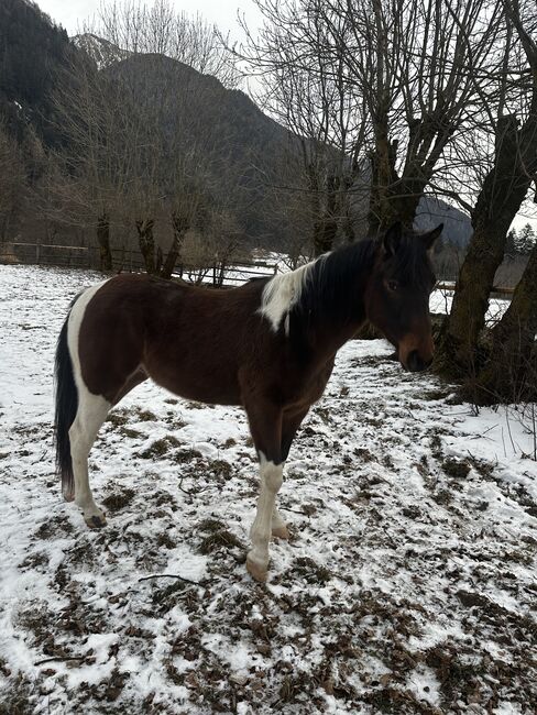 Paint Horse, Hermann Tagger, Horses For Sale, Sand in Taufers