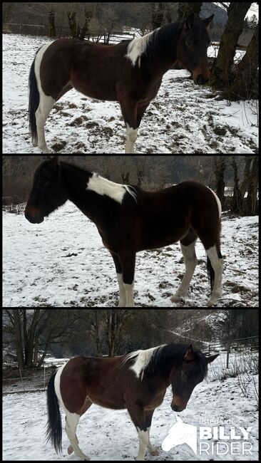 Paint Horse, Hermann Tagger, Horses For Sale, Sand in Taufers, Image 4