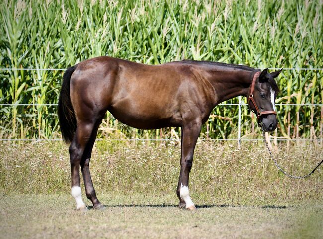 Paint Horse Jährligsstute, Flora, Pferd kaufen, Obergrünburg