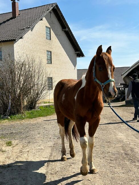 Paint Horse Junghengst sucht 5⭐️Zuhause, Meuche Alex, Pferd kaufen, Arnstorf , Abbildung 4