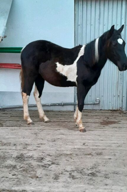 Paint Horse - Stute, Roman, Konie na sprzedaż, Lackendorf, Image 4