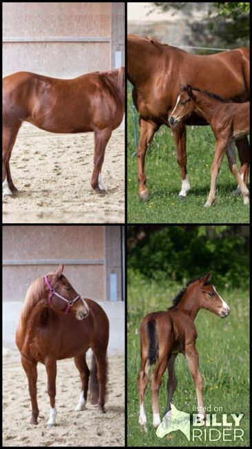 Paint Horse Stute (Zuchstute/Freizeitpferd), Julia Rödel, Horses For Sale, Schwarzenbach a. Wald, Image 11