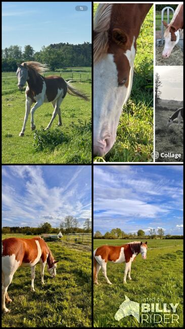 Paint Horse Stute ❤️, Astrid Croft, Horses For Sale, Langlingen, Image 6