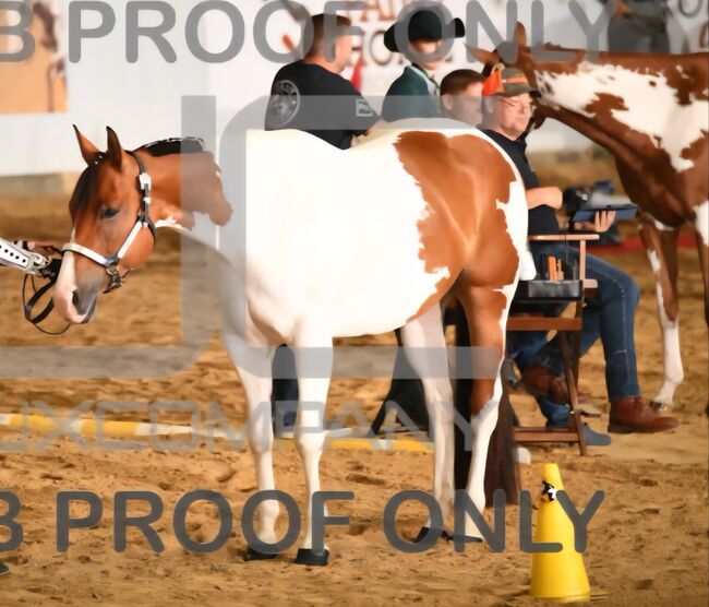Paint Horse Stute, Nadine , Horses For Sale, Pfronstetten 