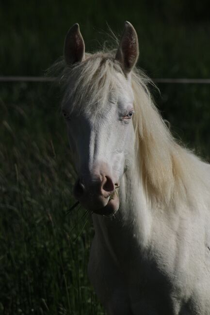 Paint Horse Stute Perlino Dun Frame Overo, GM Horses, Horses For Sale, Warburg