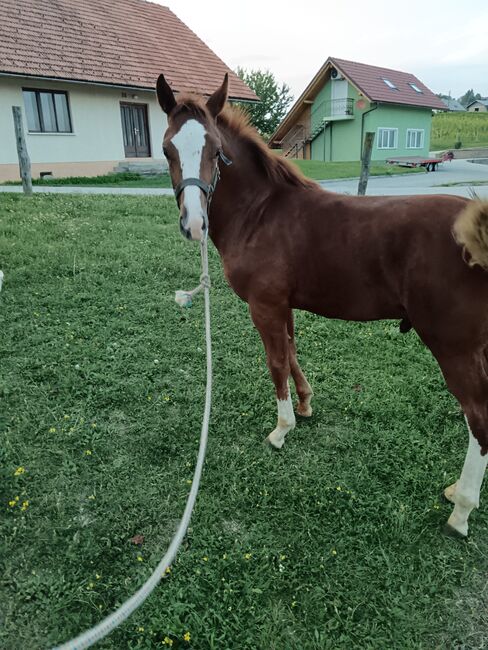 Paint Horse mix Quarter horse, Bojan Agrez, Pferd kaufen, Kozje