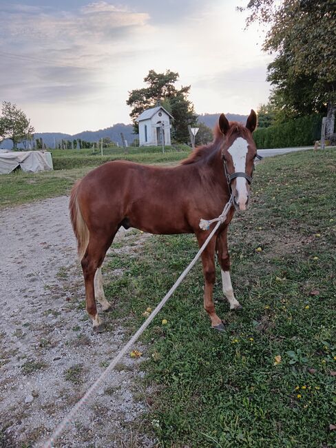 Paint Horse mix Quarter horse, Bojan Agrez, Horses For Sale, Kozje, Image 3