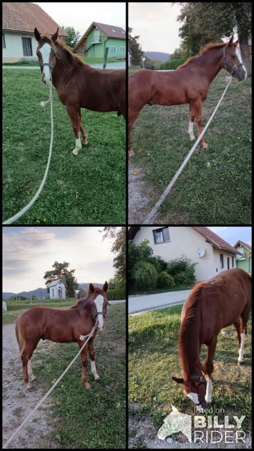 Paint Horse mix Quarter horse, Bojan Agrez, Horses For Sale, Kozje, Image 5