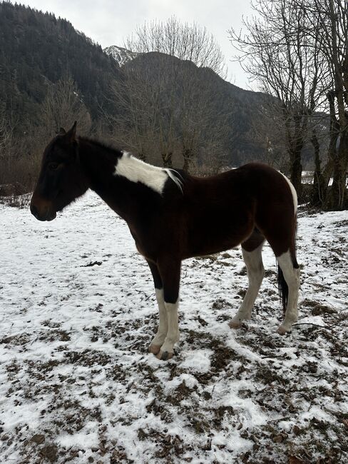 Paint Horse, Hermann Tagger, Pferd kaufen, Sand in Taufers, Abbildung 2