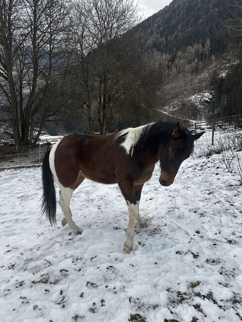 Paint Horse, Hermann Tagger, Pferd kaufen, Sand in Taufers, Abbildung 3