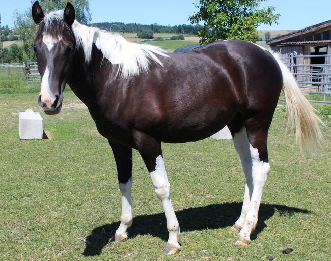 Paint Horse Jährlingsstute, Ulli Weidlinger, Horses For Sale, Neukirchen b. Lambach