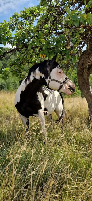Paint-Horse Hengst Black Overo, Markus Bolz , Horses For Sale, Windeck, Image 7