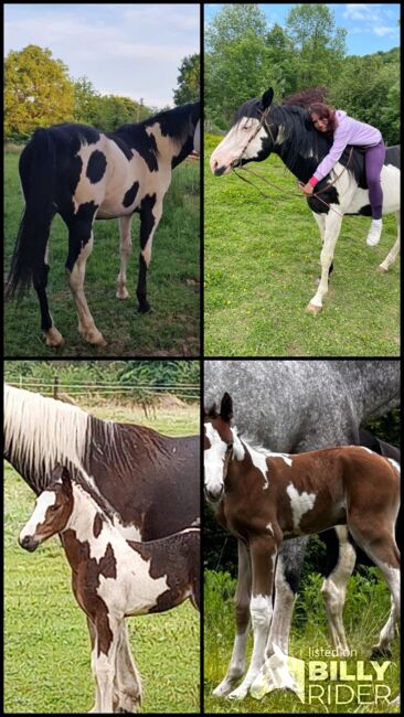 Paint-Horse Hengst Black Overo, Markus Bolz , Horses For Sale, Windeck, Image 20