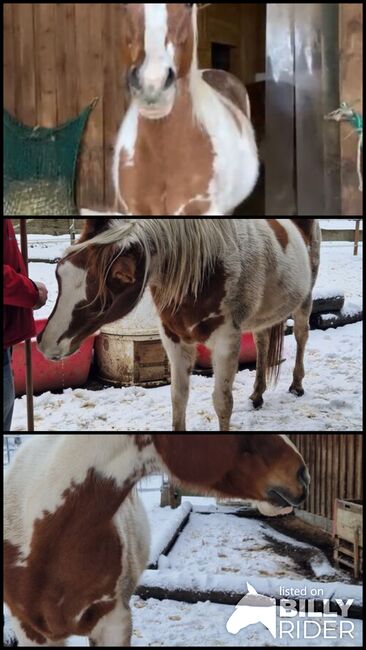 Paint Horse Stute als Beisteller, Melanie , Horses For Sale, Poxdorf, Image 4