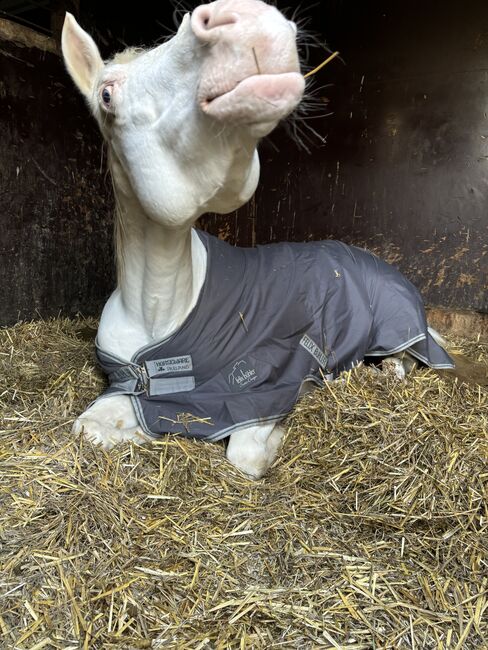 Paint Horse Stute, Gunnerenkelin, Platz vor Preis, Reining, Natalie , Pferd kaufen, Oberderdingen, Abbildung 3