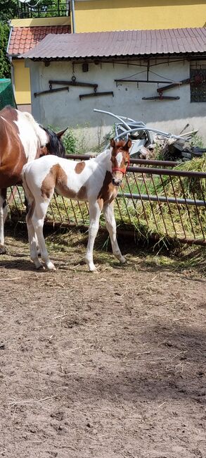 Paint horse  Hengstfohlen, Jentzsch, Horses For Sale, Eberswalde, Image 8