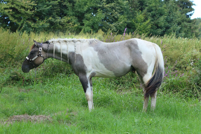 Paint Horse Wallach in Sonderfarbe Grullo Roan Tobiano, Melina Müller, Horses For Sale, Greifenstein 