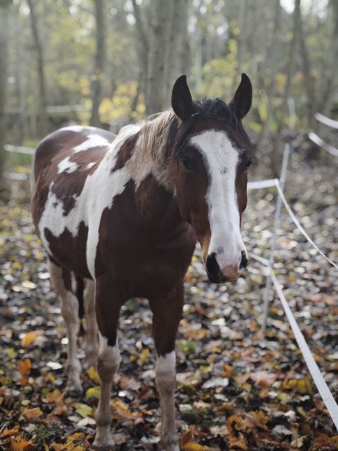 Paint horse x Lusitano Wallach, Viktoria , Pferd kaufen, Fuldatal