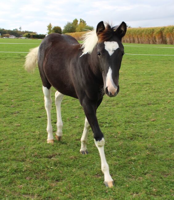 Paint Horse Jährlingsstute, Ulli Weidlinger, Horses For Sale, Neukirchen b. Lambach