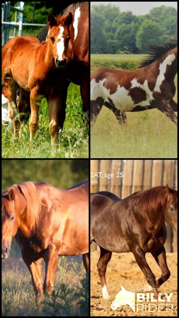 Paint Stute / Quarter High Brow Cat, GM Horses, Horses For Sale, Warburg, Image 11