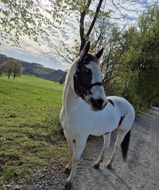 Paint-Mix Stute, Sarah, Horses For Sale, Wipperfürth