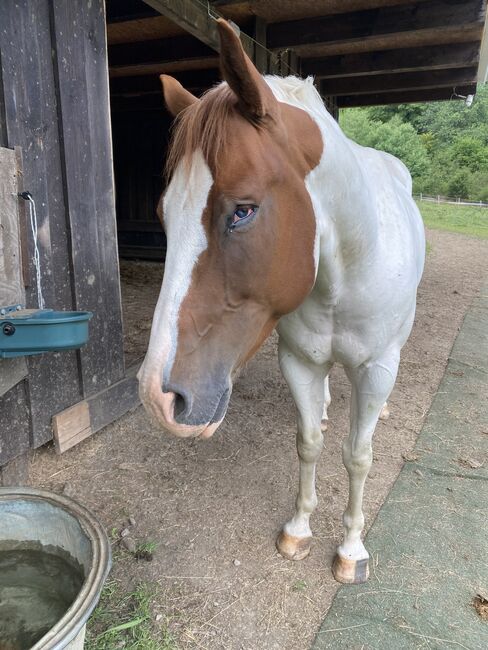 Paint-Mix sucht 5* Zuhause, Sabrina Escher, Horses For Sale, Halver, Image 5