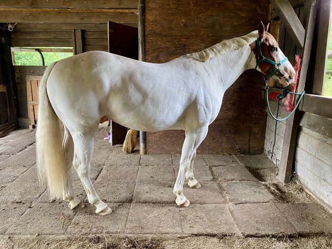 Paint-Mix sucht 5* Zuhause, Sabrina Escher, Horses For Sale, Halver, Image 3