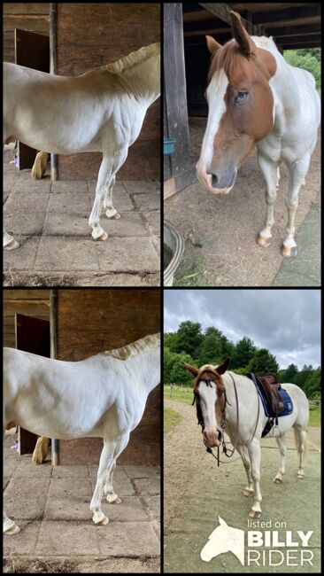 Paint-Mix sucht 5* Zuhause, Sabrina Escher, Horses For Sale, Halver, Image 6