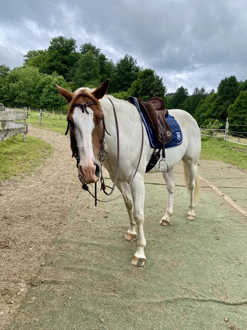 Paint-Mix sucht 5* Zuhause, Sabrina Escher, Horses For Sale, Halver, Image 4